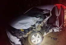 Veículo colide em bovino de raça no Meio-Oeste de SC