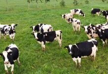 Brucelose e tuberculose bovina: sintomas e prevenção