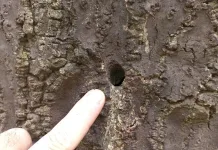 Operação da Polícia Militar fiscaliza possível “envenenamento” de Araucárias