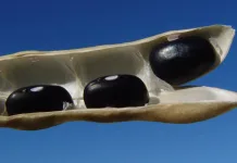 Confira os dados do Boletim Agropecuário de março