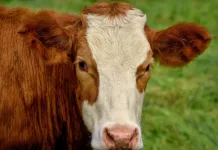 Caso de raiva em bovino é confirmado em Videira