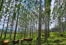 Um ano de agricultura de baixa emissão de carbono ABC+SC