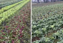 El Niño afeta qualidade e aumenta custos para produtores de SC