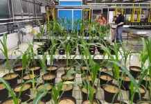 Novo composto mantém até 35% do fósforo no solo