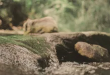 Corpo é encontrado com mãos e pés amarrados no rio Marombas