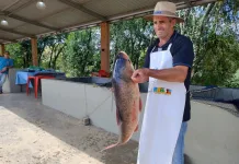 Aberta a Feira do Peixe Vivo em Caçador
