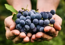 Frente Parlamentar visa impulsionar setor vitivinícola brasileiro