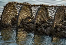 Suspensa a retirada, consumo e venda de moluscos em SC