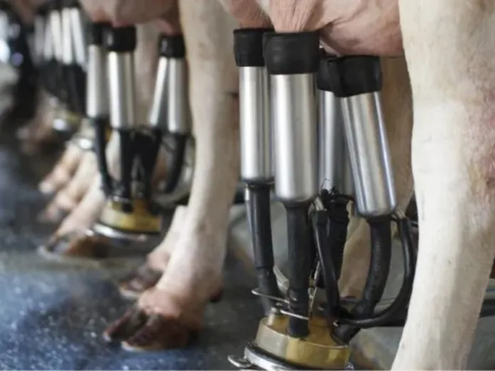Vaca produz leite com insulina humana pela primeira vez no mundo
