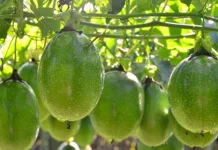 Revista internacional destaca controle de vírus do maracujazeiro em SC