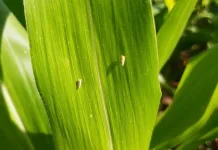 Monitoramento aponta redução na incidência da cigarrinha-do-milho