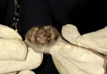 Cidasc monitora abrigo de morcegos hematófagos