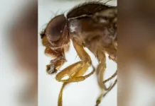 Pesquisadores identificam nova praga de frutíferas em SC