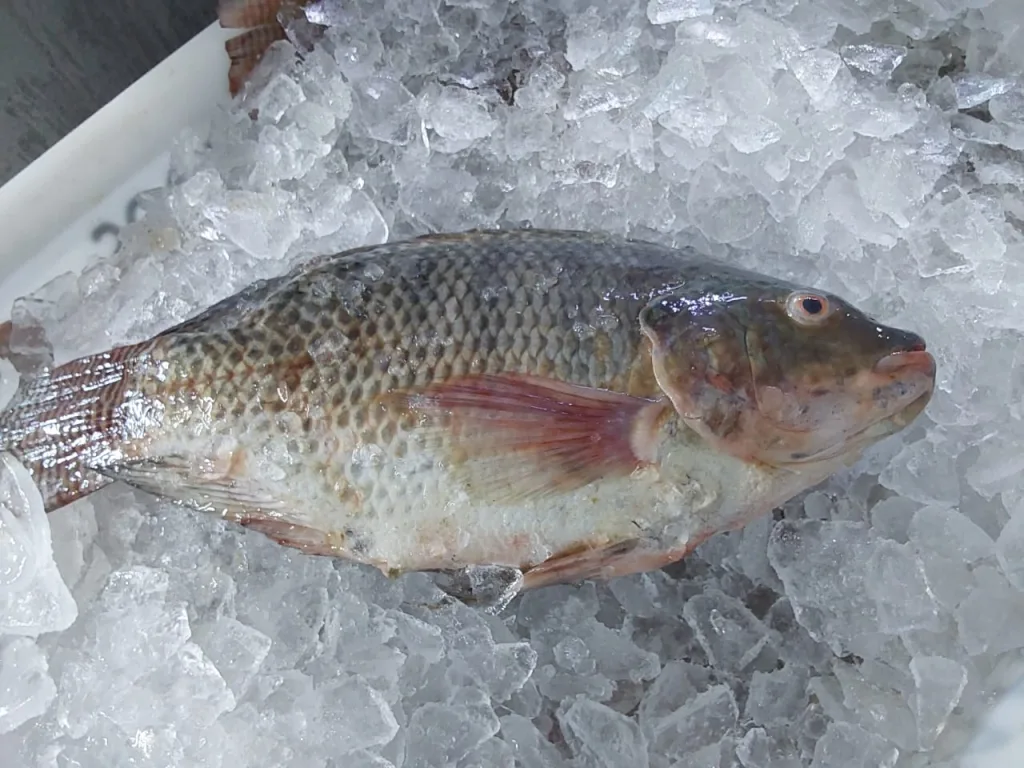 Cidasc orienta sobre compra de pescados