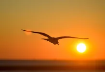 Nova onda de calor traz temperaturas acima de 30°C para SC