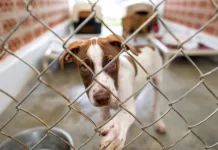 ONG de proteção animal realiza rifa para pagar dividas