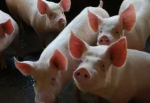 SC lidera com cerca de 30% nas exportações de carne suína