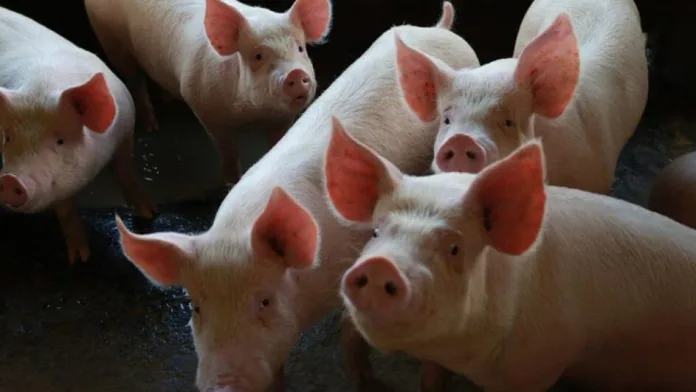 SC lidera com cerca de 30% nas exportações de carne suína