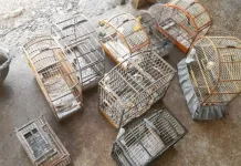 PM Ambiental encontra pássaros silvestres em cativeiro em Treze Tílias