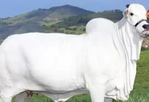 Brasil possui vaca mais cara do mundo, avaliada em R$ 21 milhões