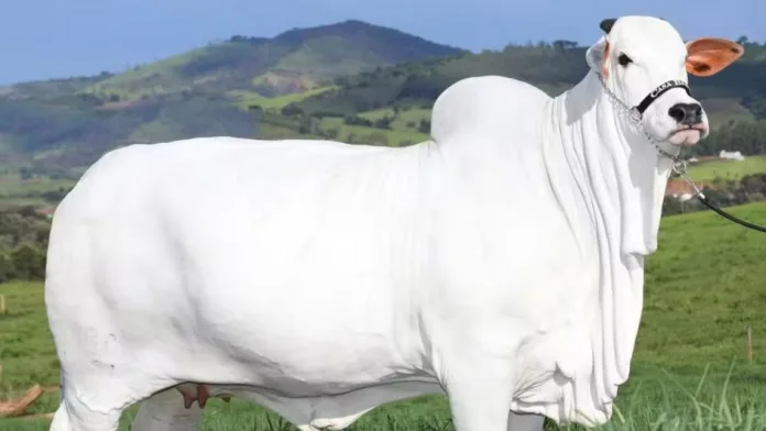 Brasil possui vaca mais cara do mundo avaliada em R$ 21 milhões