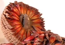 SC espera colher 30% a mais de pinhão em 2024