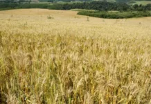 SC investe milhões para promover cultivo de cereais de inverno