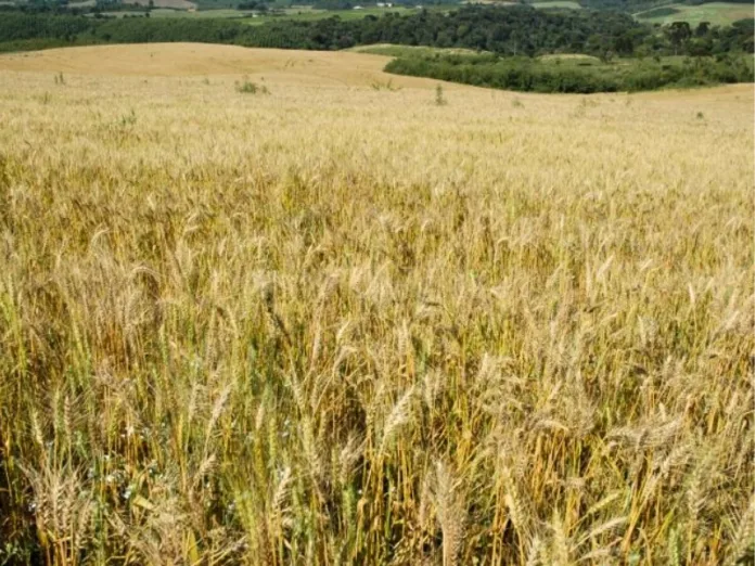SC investe milhões para promover cultivo de cereais de inverno