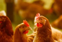 Preços do frango caem no mercado, exceto em PR e SC