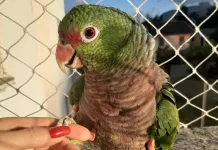 Caçadorense obtém a guarda definitiva de papagaio