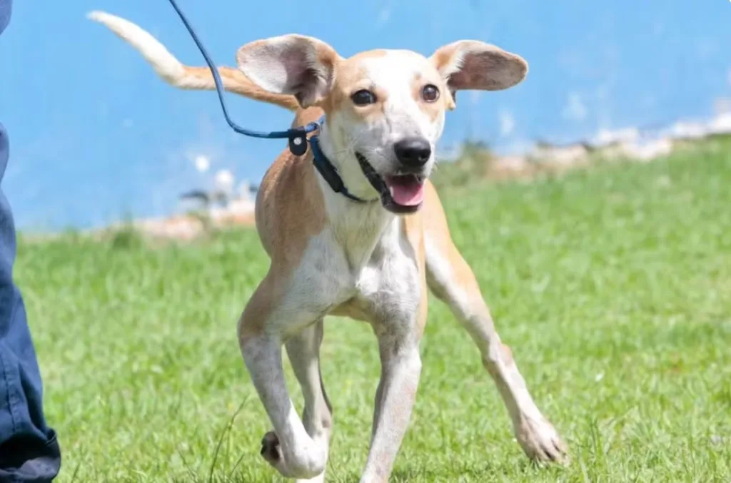 Cachorro jogado de ponte é colocado para adoção