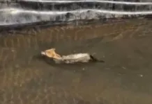 Graxaim-do-mato mobiliza bombeiros após cair em reservatório