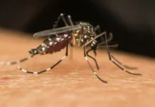 Caçador confirma mais de 60 casos de dengue neste ano