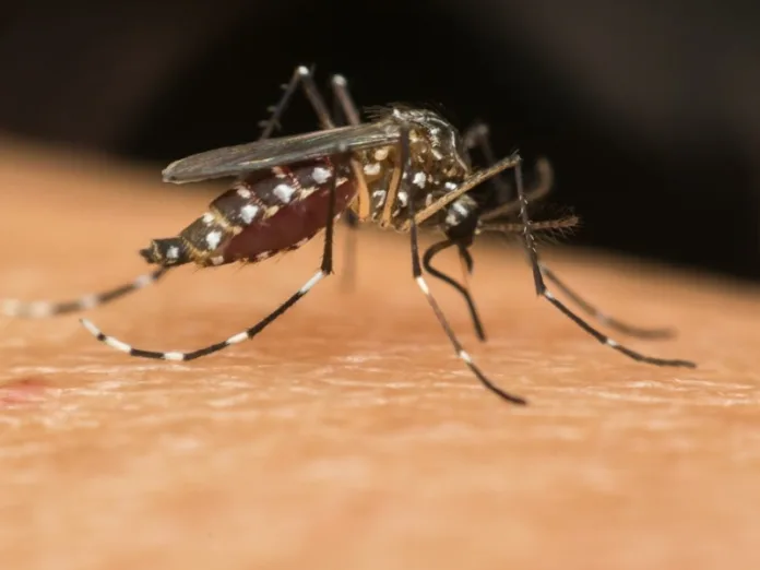 SC tem mais de 100 mortes por dengue em um só ano