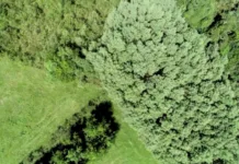 Epagri usa drone para coletar dados sobre a bracatinga