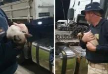 Gatinha é resgatada após viajar mais de 70 quilômetros em eixo de carreta em SC