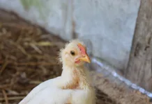 SC renova decreto de emergência zoossanitária por gripe aviária