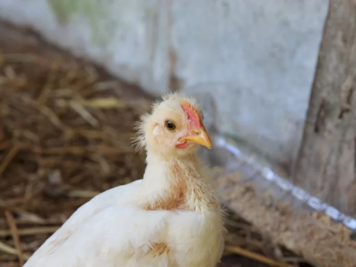 SC renova decreto de emergência zoossanitária por gripe aviária