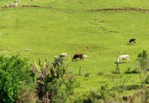 TJSC lança o Programa Lar Legal Rural para regularização de propriedades rurais