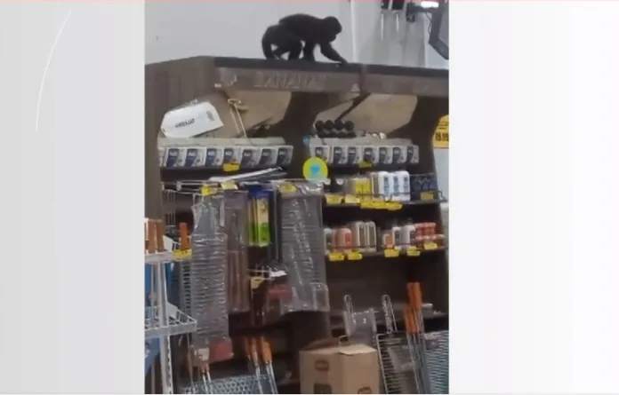 Macaco entra em supermercado duas vezes, bebe cerveja, come pinhão e é apreendido