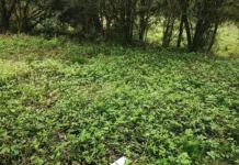 Corpo é encontrado em mata no interior de Herval d’Oeste