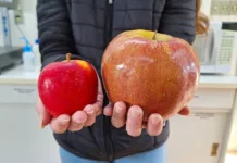 Maçã gigante é colhida pela Epagri de Caçador