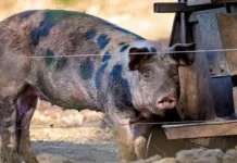 Peste suína no Piauí preocupa criadores de Santa Catarina