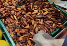 Produtor fala sobre a expectativa para a safra do pinhão