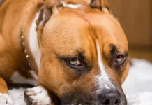 Pitbull ataca três pessoas e morre após confronto com a polícia