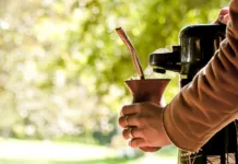 Conheça os benefícios do chimarrão para a saúde