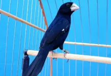 Mantida a suspensão de eventos com aglomeração de aves