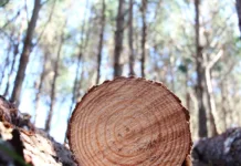 Comissão da Câmara aprova exclusão da silvicultura como atividade poluidora