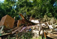 Queda de árvore de 20 metros destrói casa em Videira