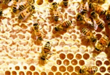 Santa Catarina é o sétimo estado que mais produz mel no Brasil